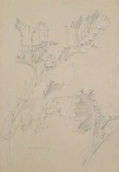 Poppy Leaves by Albert Williams